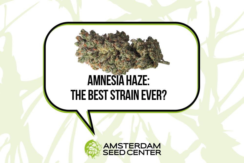 Is Amnesia the best cannabis strain ever created? + Our top 4 Amnesia Hybrids