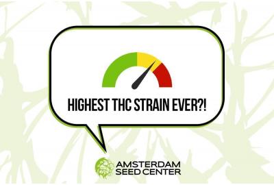 What is the strongest cannabis strain in the world?
