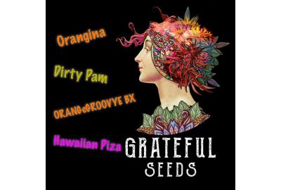 De nouvelles variétés féminisées passionnantes par The Grateful Seeds