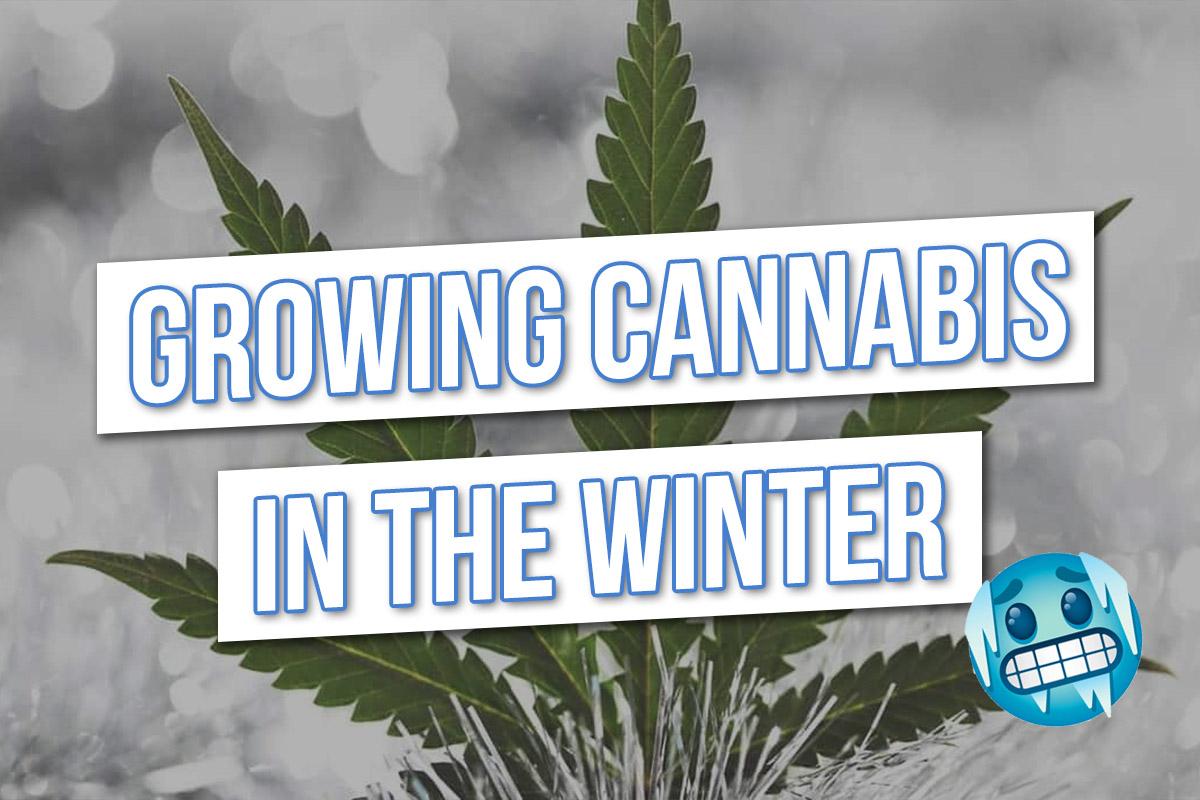 How to grow Cannabis in the winter!