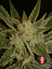 bubble-gum-6pack-fem-serious-seeds-amsterdam-seed-center-2