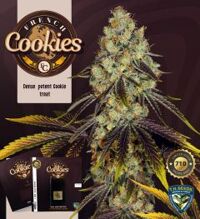 french-cookies-5pack-fem-th-seeds-amsterdam-seed-center-1