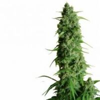 guys-girl-scout-cookie-glue-5pack-dr-krippling-amsterdam-seed-center