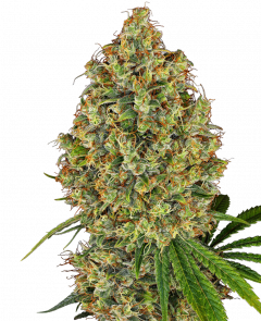 White Label | Buy Cannabis Seeds Online | Amsterdam Seed Center