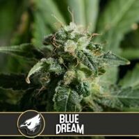 Blue Dream - 6-pack