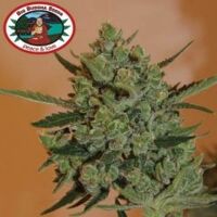 Blue Cheese Automatic - 5PACK