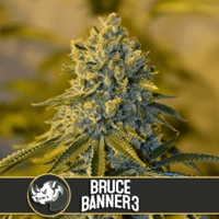 Bruce Banner #3 - 6-pack