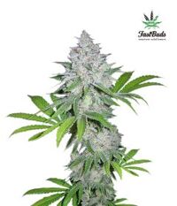 californian-snow-5pack-auto-fast-bud-seeds-amsterdam-seed-center
