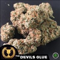 Devils Glue - 5PACK