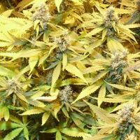 gelato-cookie-dohope-auto-5pack-feminised-dr-krippling-amsterdam-seed-center