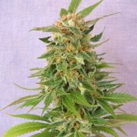 ginger-punch-auto-kannabia-amsterdam-seed-center