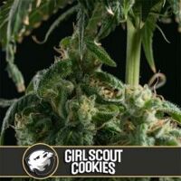 Girl Scout Cookies - 6-pack