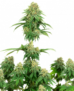 White Label | Buy Feminised Seeds Online | Amsterdam Seed Center