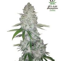 Gorilla Glue Auto promo 1-PACK with every Fast Bud Seed order