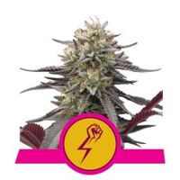 green-punch-royal-queen-seeds-amsterdam-seed-center-3