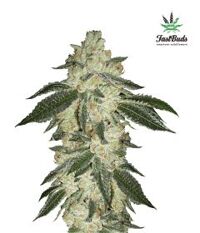 green-crack-5pack-auto-fast-bud-seeds
