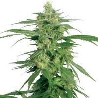 Purple Bud (Feminised) - White Label Cannabis Seeds