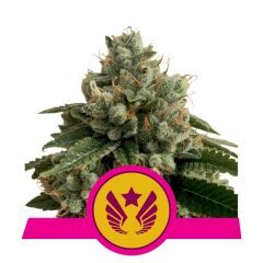 legendary-punch-royal-queen-seeds-amsterdam-seed-center