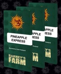 Pineapple Express - 5-pack