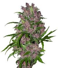 purple-bud-automatic-white-label-amsterdam-seed-center