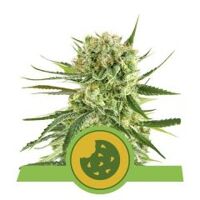 royal-cookies-automatic-royal-queen-seeds