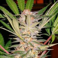 S.A.D.(Sweet Afghani Delicious S1) - Feminised Seeds