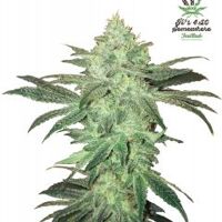 Stardawg Auto - 5PACK