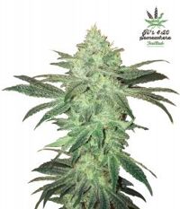 stardawg-5pack-auto-fast-bud-seeds-amsterdam-seed-center