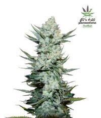 tangie-matic-5pack-auto-fast-bud-seeds-amsterdam-seed-center