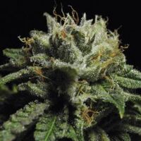 tropical-delight-5pack-dutch-delight-amsterdamseedcenter