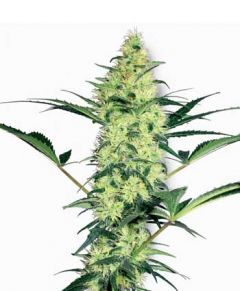 White Label | Buy Feminised Seeds Online | Amsterdam Seed Center