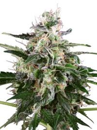 white-skunk-automatic-white-label-amsterdam-seed-center