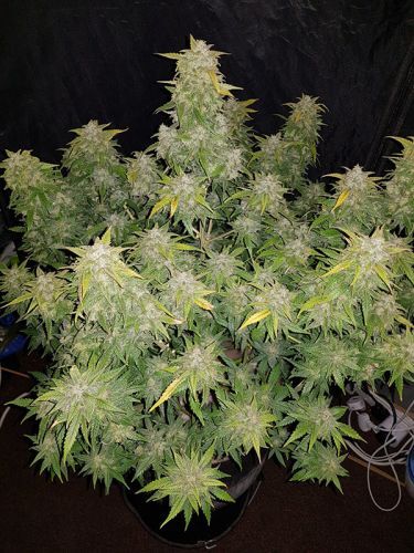 Original Auto Amnesia Haze (Feminised) - Fast Buds Seeds Cannabis Seeds