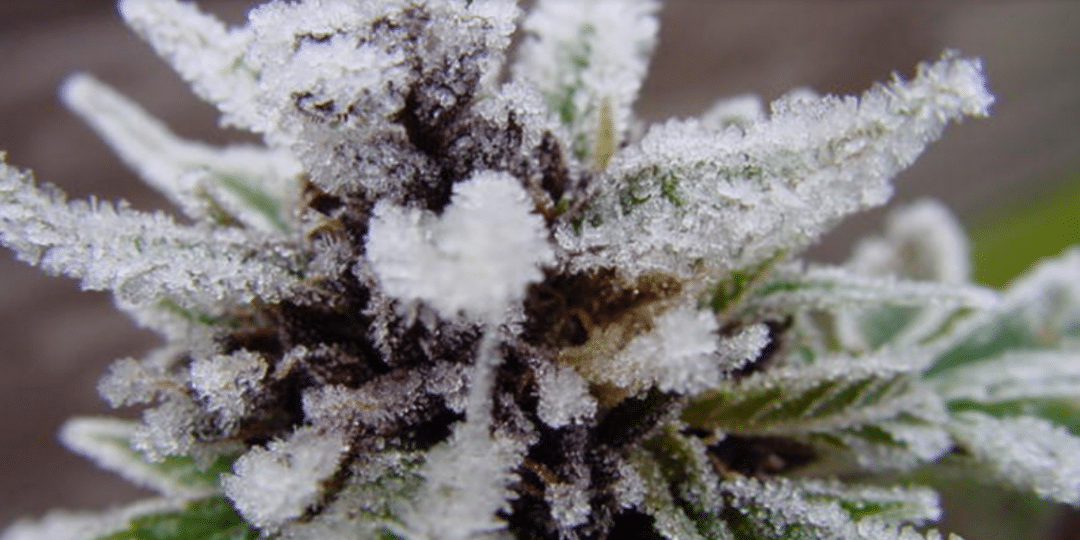 Blog How to grow Cannabis in the winter!