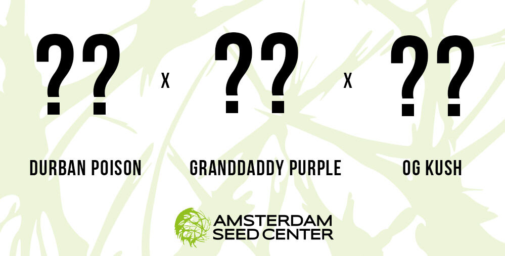 Blog A Short History of the Girl Scout Cookies strain and our Top 5