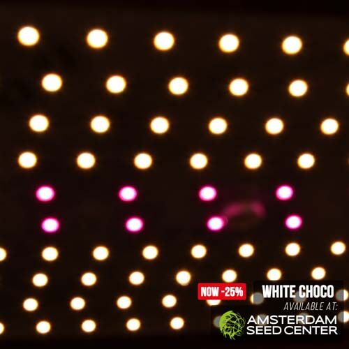 White Choco from Amsterdam Genetics - Grow Reports