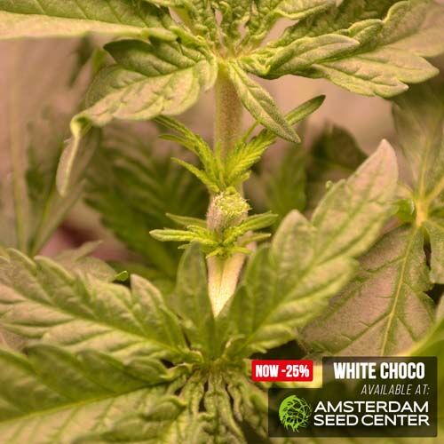 White Choco from Amsterdam Genetics - Grow Reports