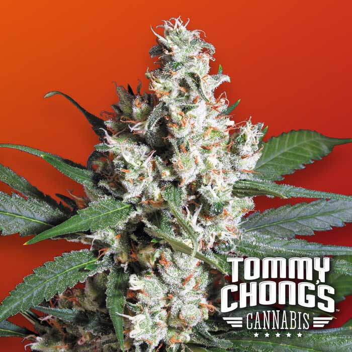 Top 5 High THC Cannabis Seeds