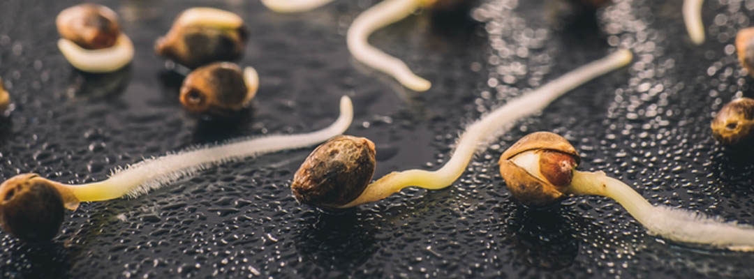 germinating-cannabis-seeds.jpg